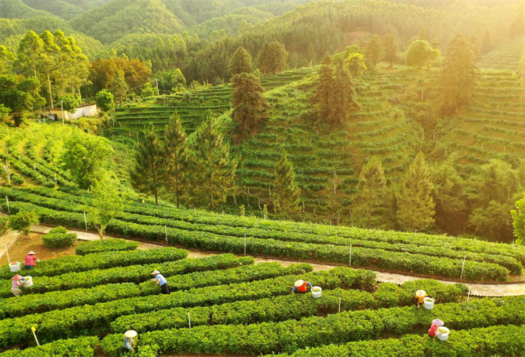 1721898873803318.png 圖為恩平市黃亞山茶業(yè)茶園.png